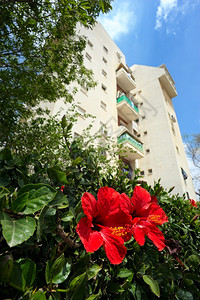 以色列Ashqelon市的霍利夫花朵蜀葵开红色的图片