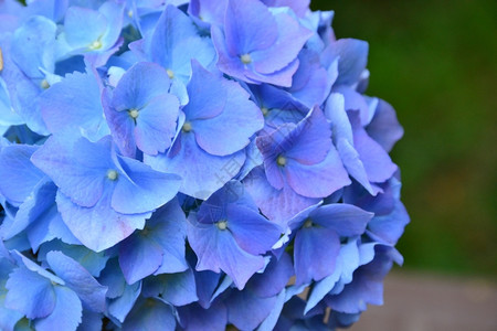 蓝色的绣球花图片