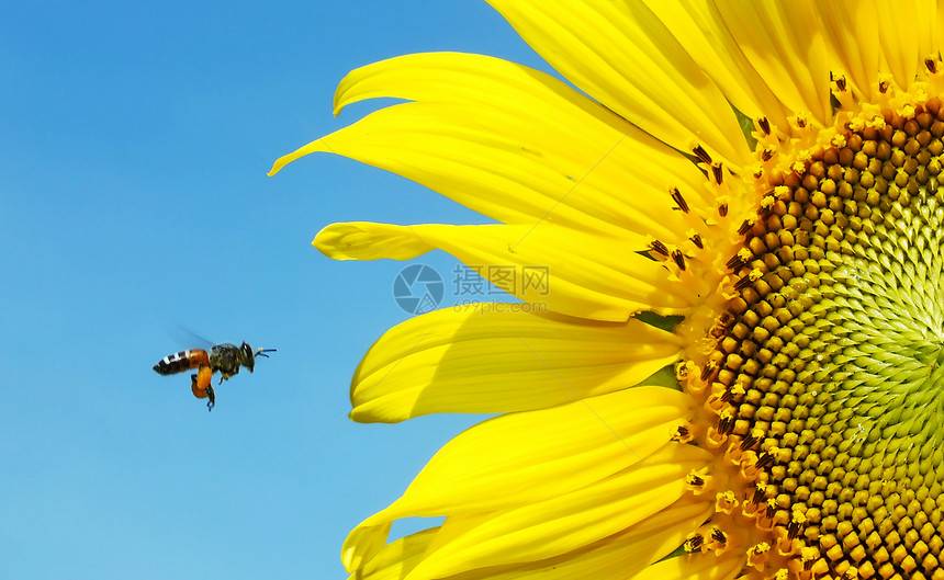 黄色的向日葵和蜜蜂图片