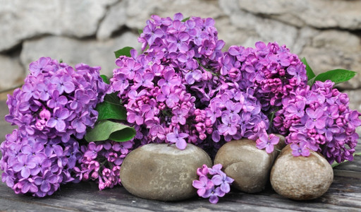 石头旁边的紫丁香图片