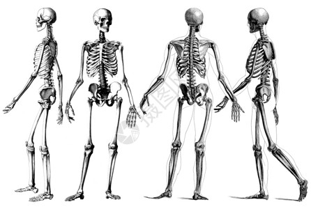 维多利亚时代生理骨头医学人类骨骼的维多利亚解剖图画大纲图片