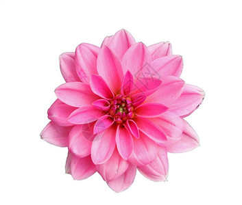 粉红色大丽花的朵美植物群粉色图片