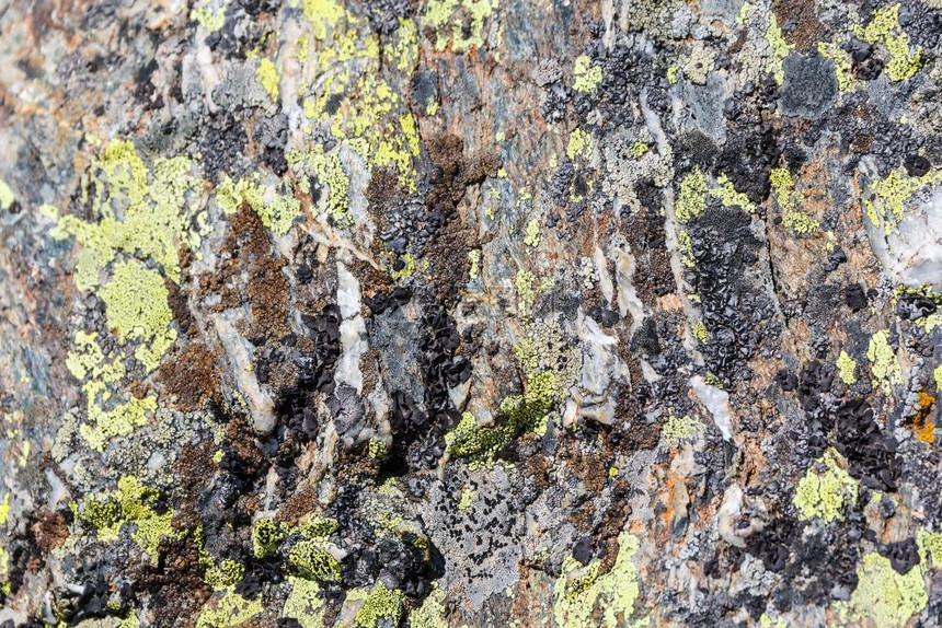 自然草苔和地衣的野生绿色纹理背景照片荒野结石图片