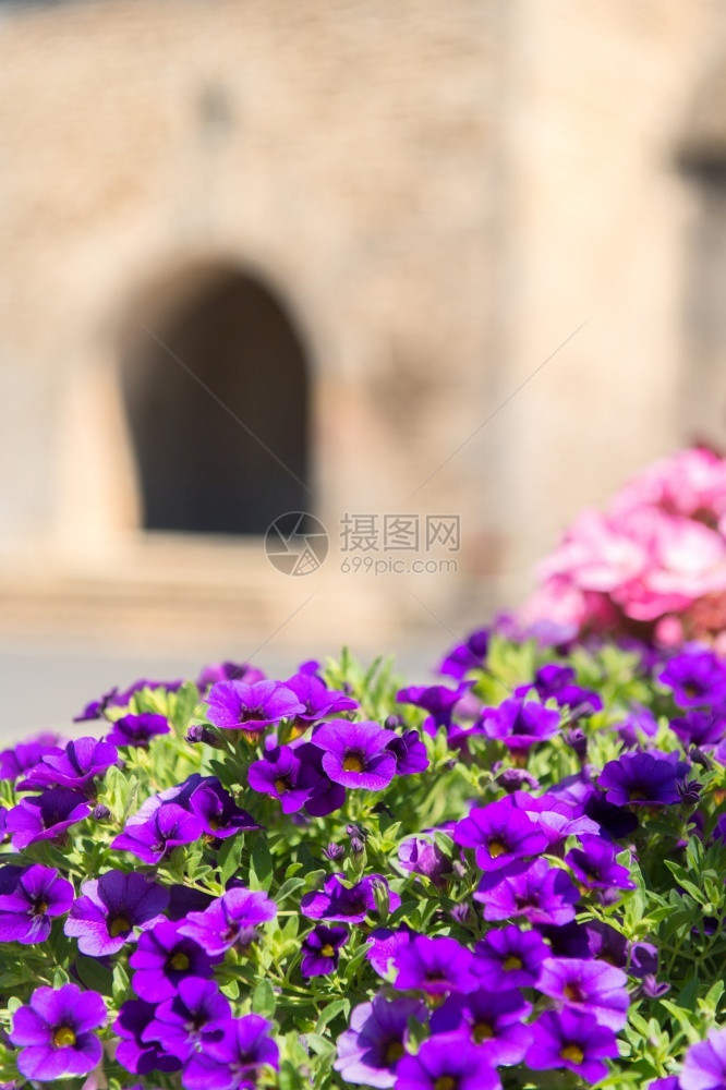 建造阳光教堂前的花朵多彩正面图片