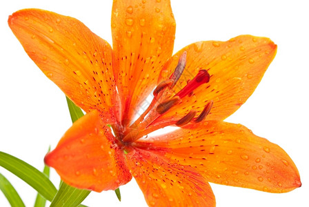 白色的橙Lily虎叶子图片