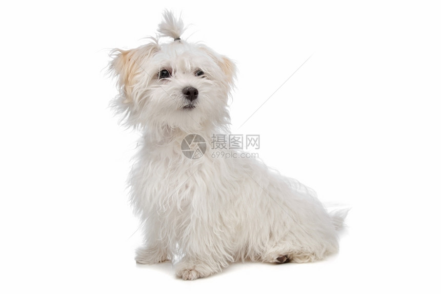 宠物哺乳动国内的在白色背景面前的麦芽狗马耳他犬图片