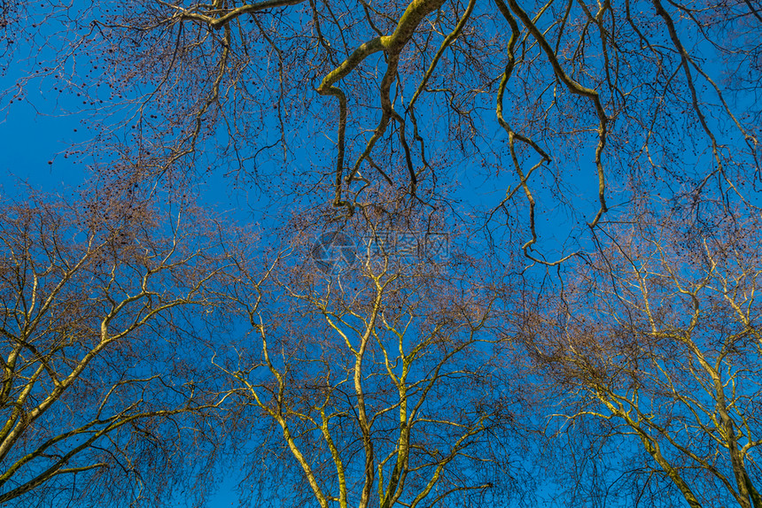 蓝色的环境伦敦花园树枝详细记录了拯救地球概念的图案保护地球的概念是天空图片