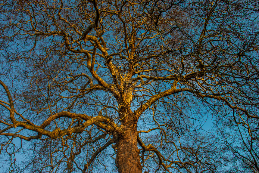 详细的抽象伦敦花园树枝详细记录了拯救地球概念的图案保护地球的概念是美丽的图片
