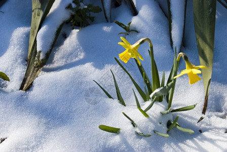 雅各布斯两只黄色水仙与雪对抗寒冷的自然图片