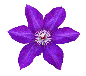 单身的植物群在白色背景上隔绝的紫色薄膜花开图片