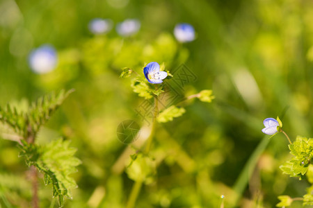春天花朵自然界中闪耀的蓝色维罗妮卡林克图片
