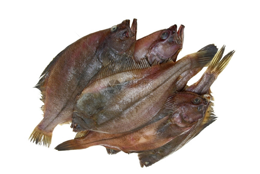 四条白色底浅的鲜鱼食物平坦比目鱼图片