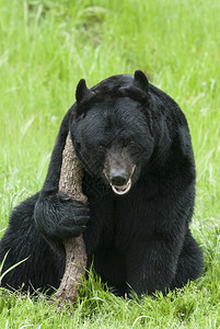 优胜美地黑熊快乐草上长着大棍子美洲人乌苏斯图片