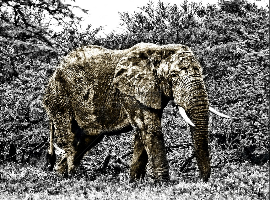 非洲黑白巨型大象色的装饰步行图片