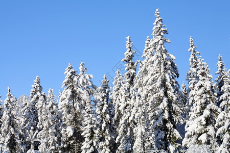 冬季冰雪覆盖的树木图片