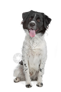 白色上孤立的斯塔比洪弗里兰语狗常设图片