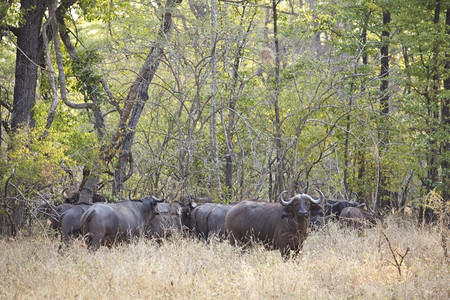 非洲灌木丛中野生水牛群自然动物荒图片