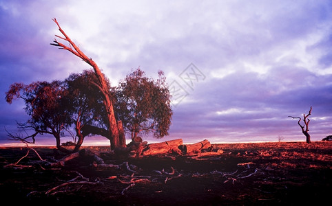 堕落乡村的日出时古老澳大利亚农村景观田里树上掉下胶场地图片