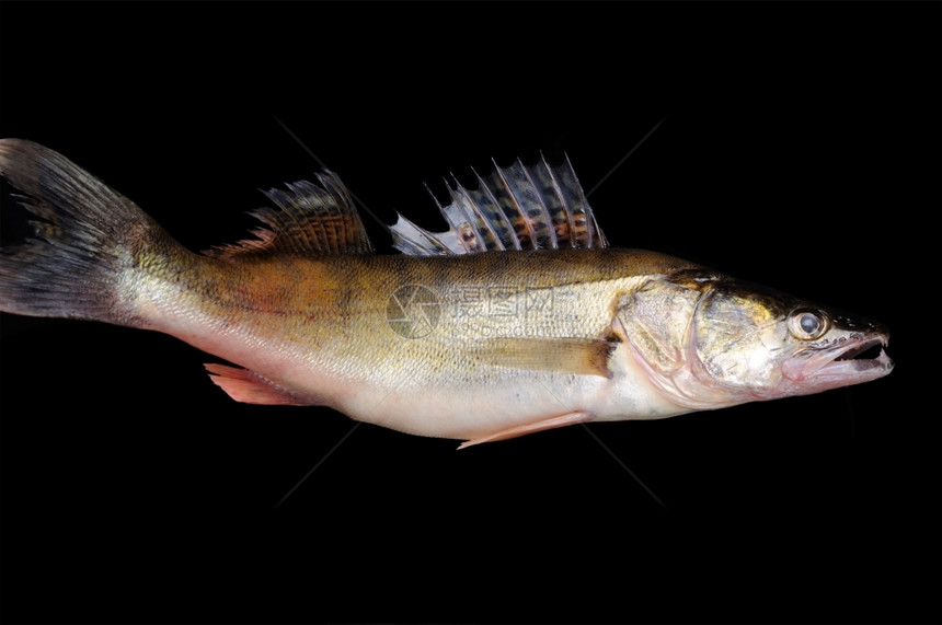 生河食物黑背景人手中的原始鱼皮克水槽图片
