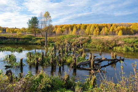 秋天的湖边沼泽湿地图片