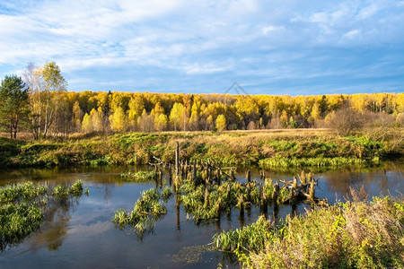 秋天的湖边沼泽湿地图片