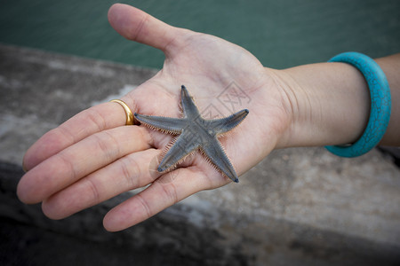 水女手上的天然海洋星紧闭自然活图片