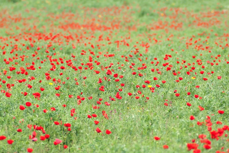 绿色春天红的季自然草花田野远足旅行背景图片