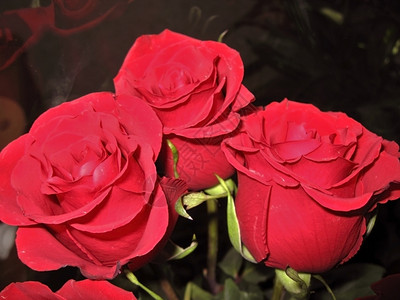 庆典婚礼花园三朵红玫瑰图片