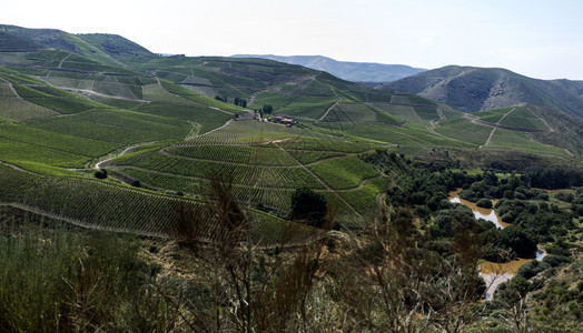 葡萄牙北部科阿河谷的葡萄园图片