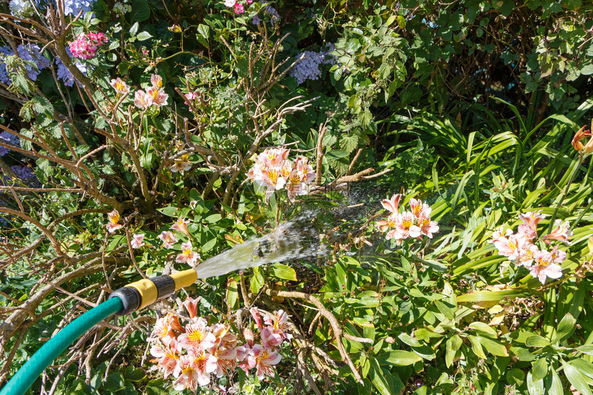 夏季在花园里用绿水管浇的植物绣球花软管生长图片