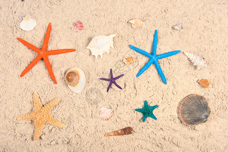 动物生活海滩沙上的贝壳和海星鱼维林克背景图片