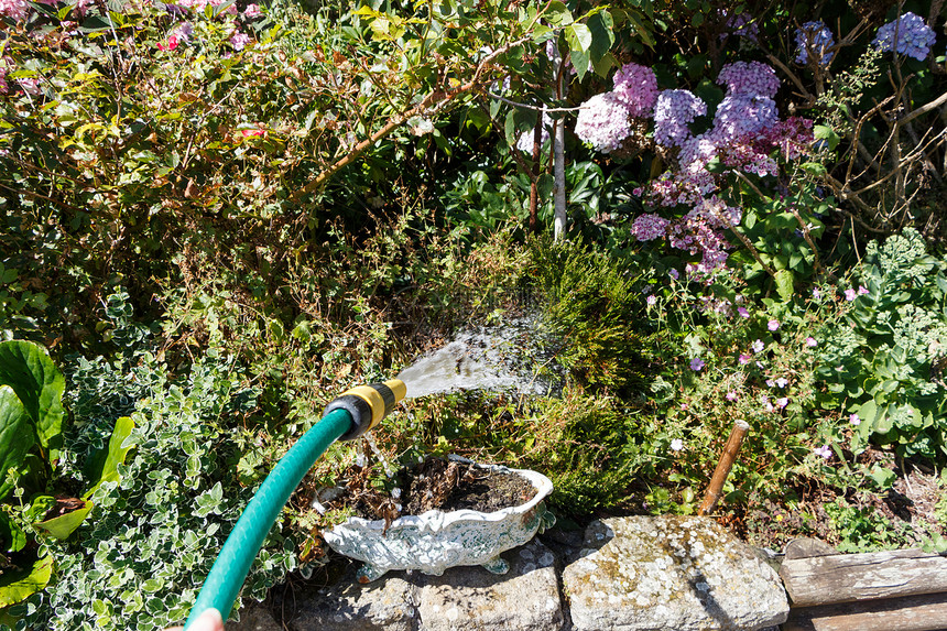 一种夏季有花园水管的浇厂叶子绣球花图片