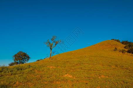 顶峰树蓝色天空的绿山场地背景图片