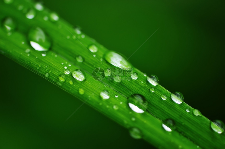 绿草上的水滴湿斯克莱兹涅夫雨滴图片