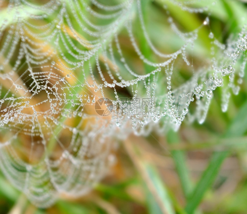 湿的在草地蜘蛛网上滴水编织露图片