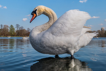 翅膀自然池塘美丽的白鹅在游泳池或湖中优雅图片