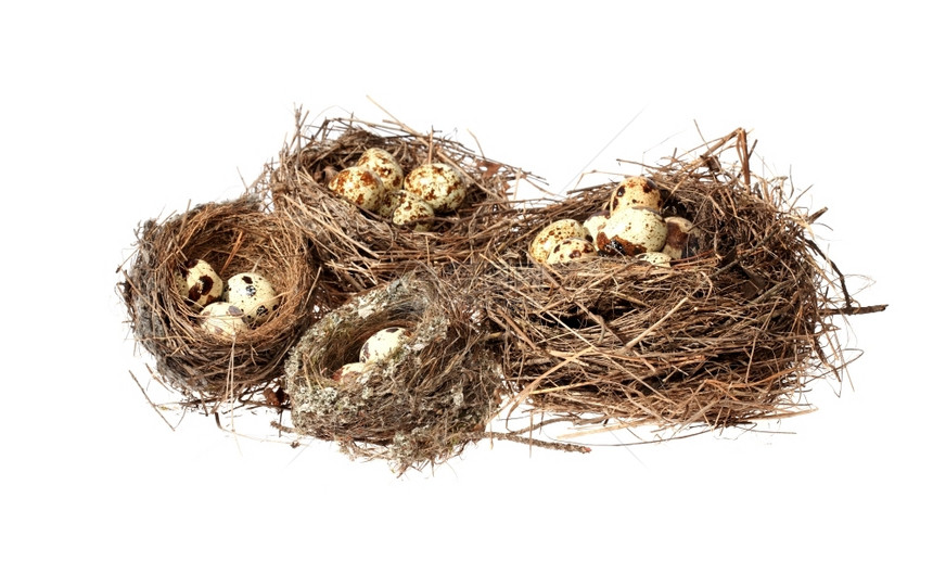 动物隔离白底鸡蛋的鸟巢与世隔绝草出生图片
