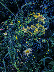 花朵森林植物白野花树叶子图片