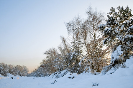 天气日落时雪覆盖树木自然寒冬图片