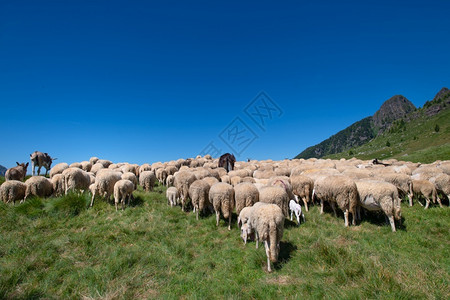 山顶的羊群图片