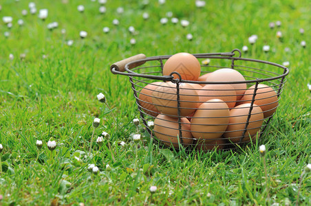填充雏菊自然农村满的草地里是新鲜的卵子背景
