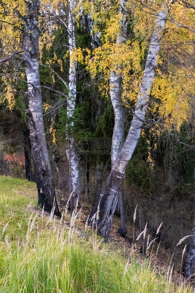 树叶在俄罗斯陡峭的斜坡上有黄叶子的白树干色草图片