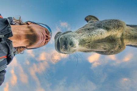 人和驴近距离接触友谊物种问候图片
