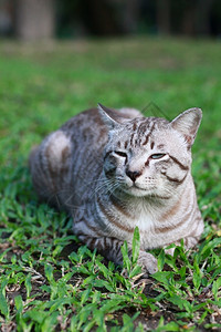 趴在地上可爱的猫图片