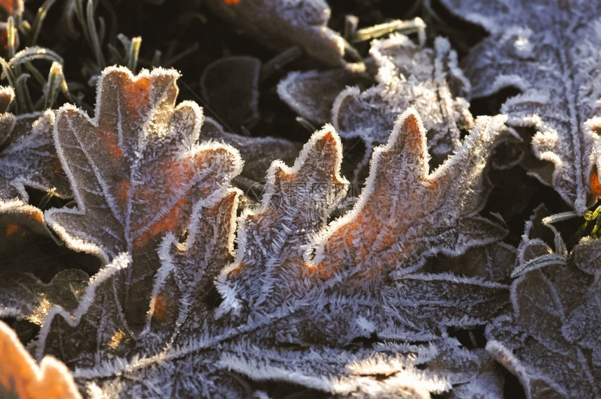橡木植被冬季霜冻覆盖的橡树叶植物图片