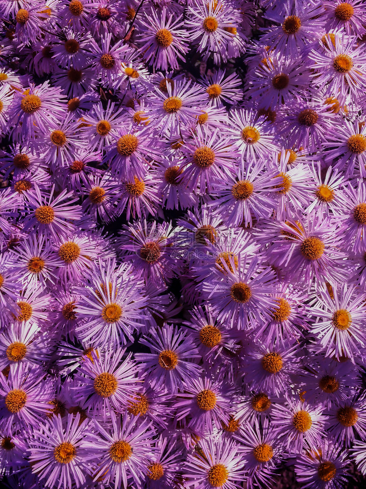 开花植物盛园里的朵紫雏菊图片