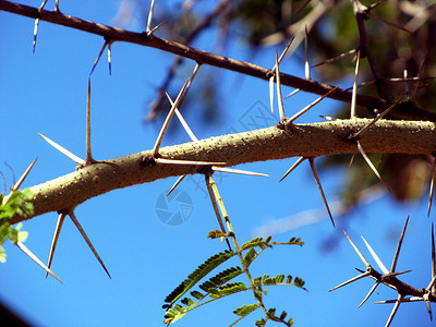 荆棘天空一种照片来自Thorhon树枝与蓝天的相片图片