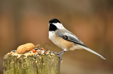 站在树桩上吃食物的鸟图片