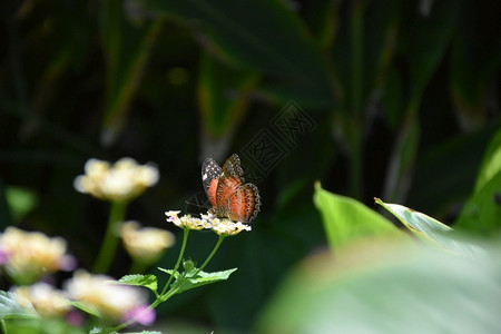 花园上面有一只迷人的蝴蝶种热带草蛉图片