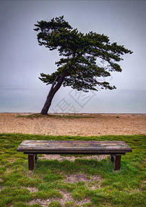 海边公园孤独的树图片